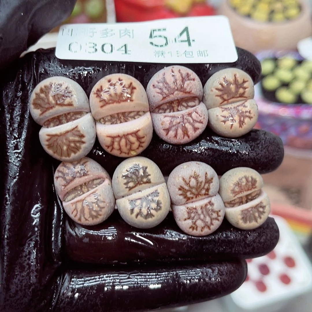 郎哥多肉生日花4-54