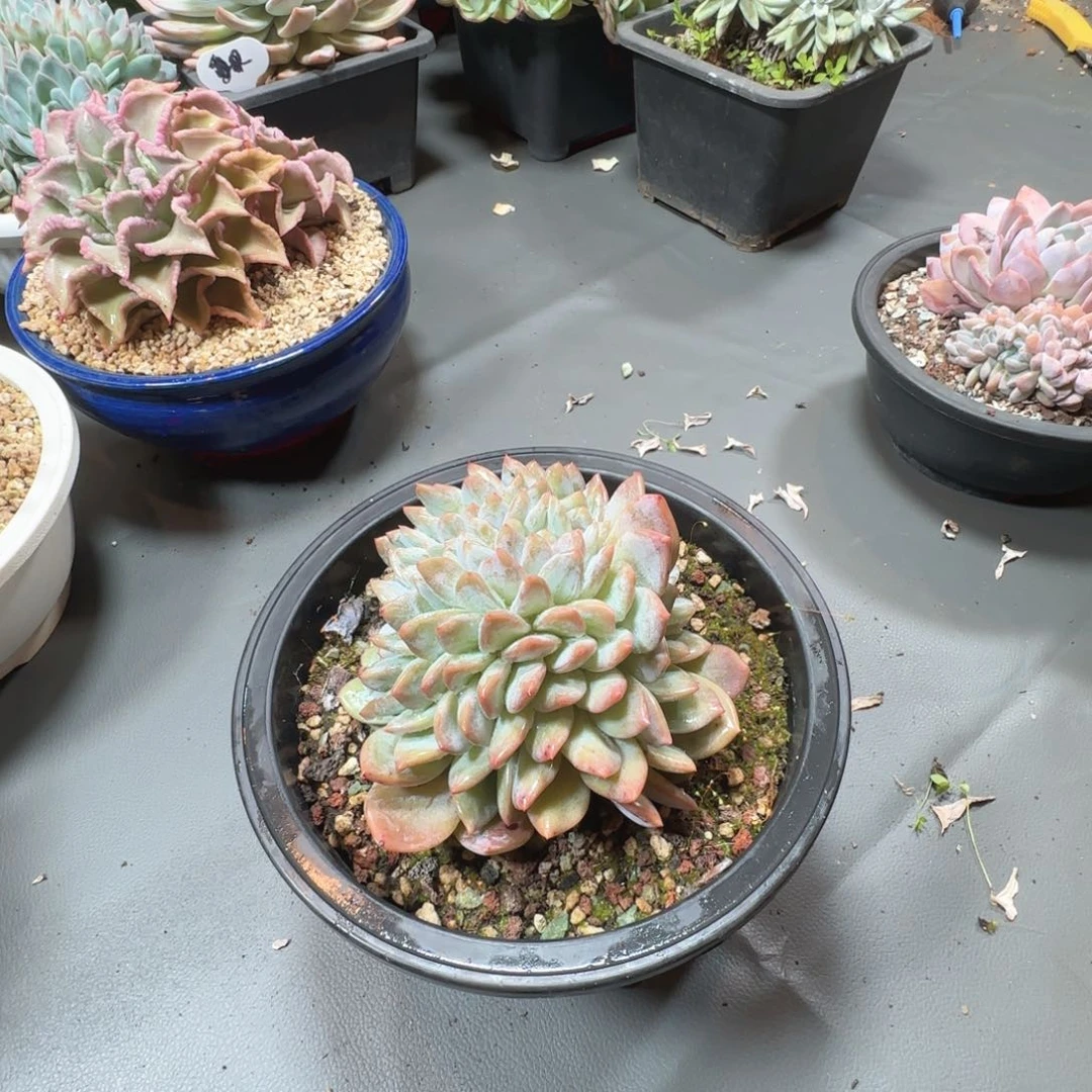不动脑筋顶焦度计细菌学家
