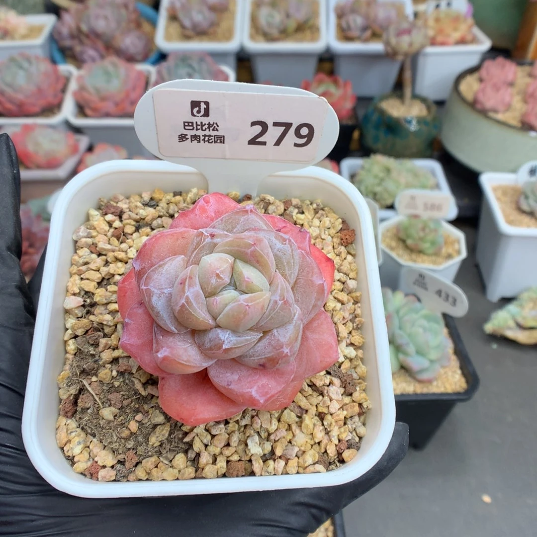 .279 冰玉石化多肉