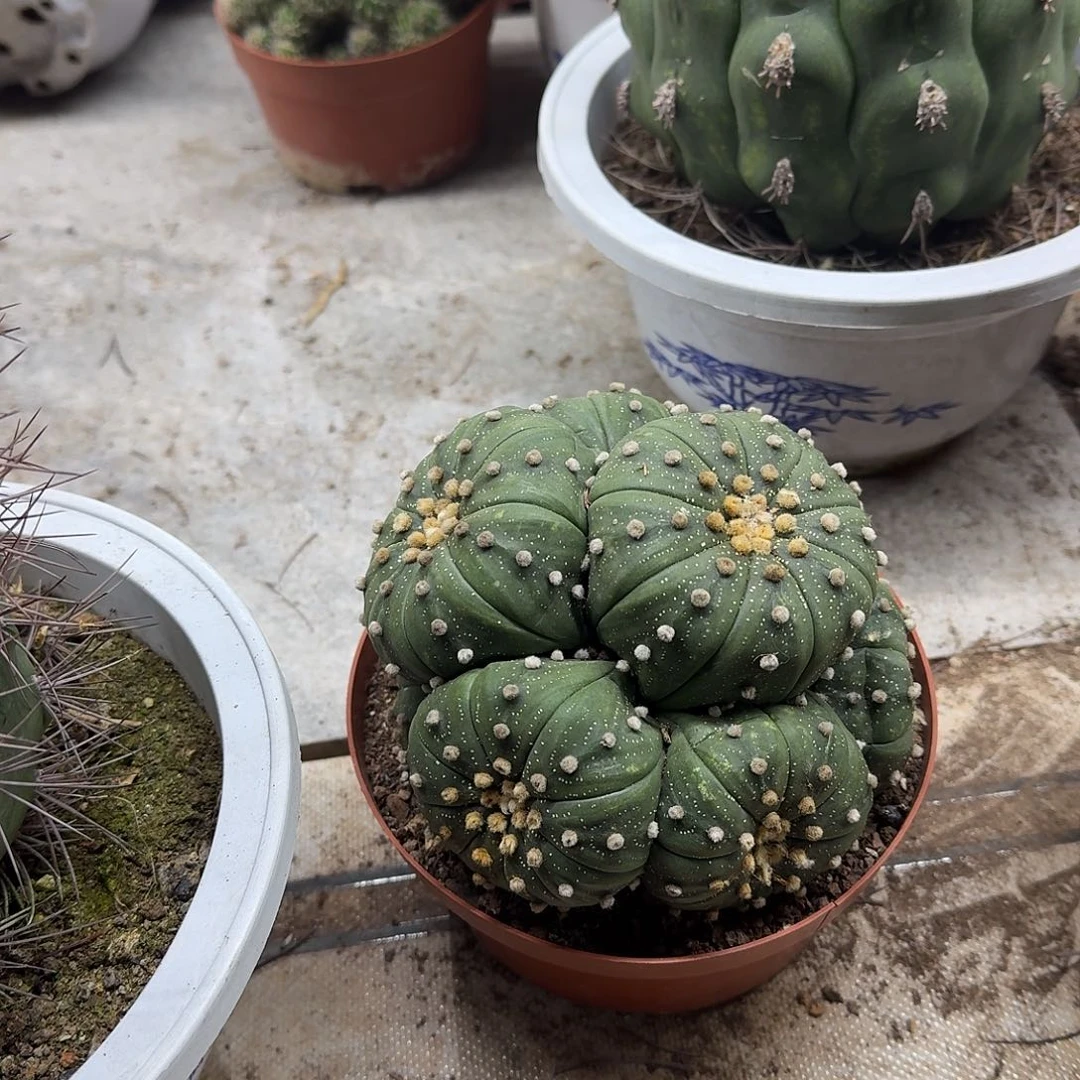 心***念无花朵兜哈哈哈哈哈哈吧