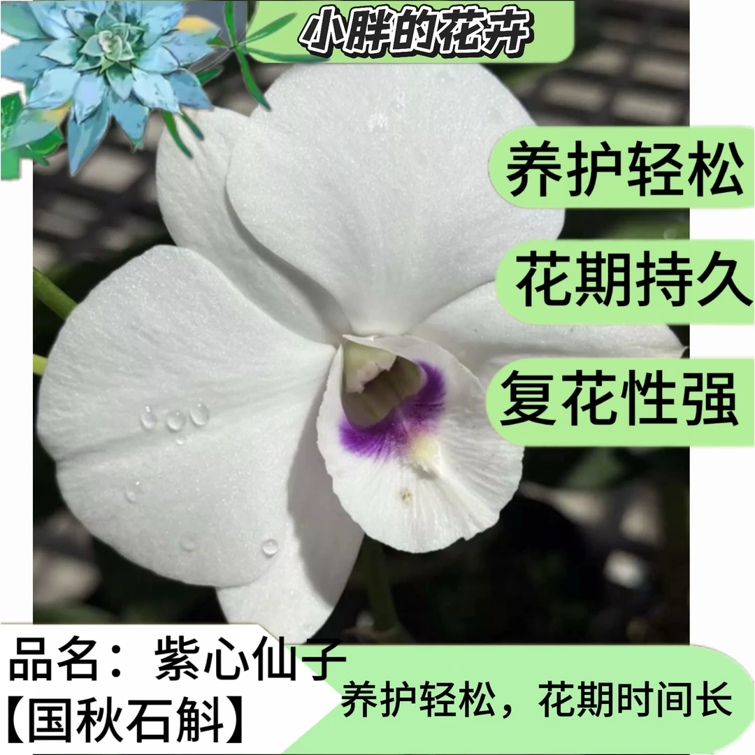 【小胖】精选《紫心仙子无花苗》大花龙王系列新品泰国兰石斛兰