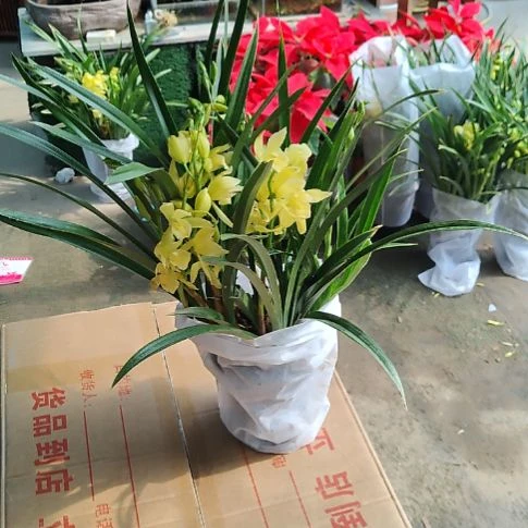 完全开放黄金兰顺丰包邮