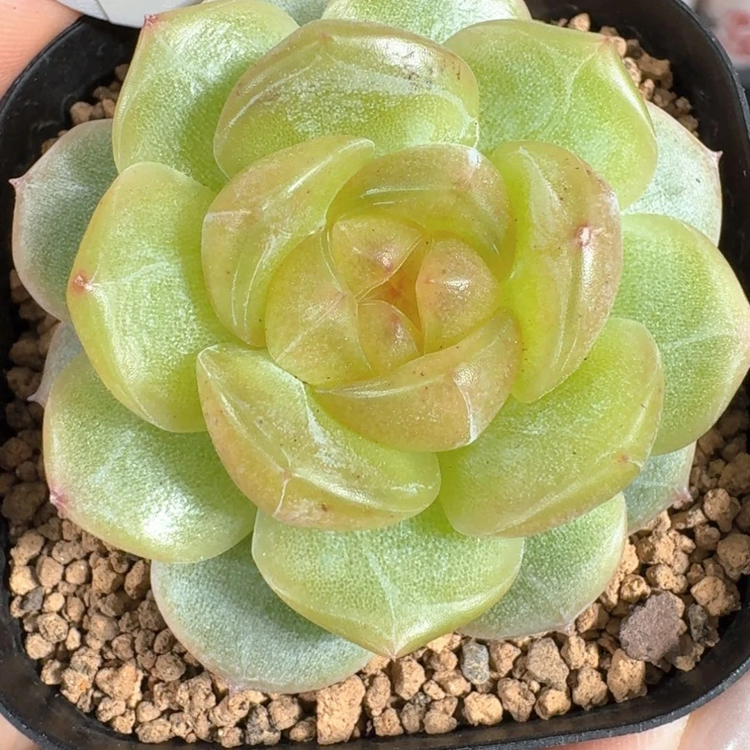 0630-03-追月3005