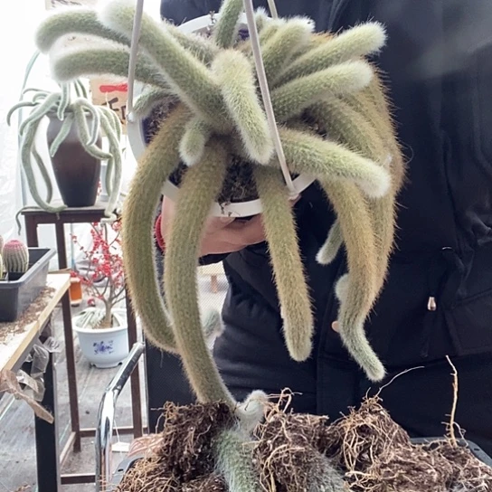 多头九尾狐，脱土发货