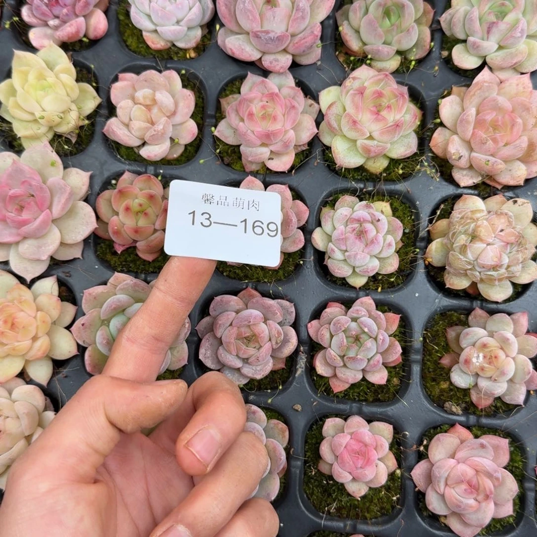 多肉一物一拍13-169