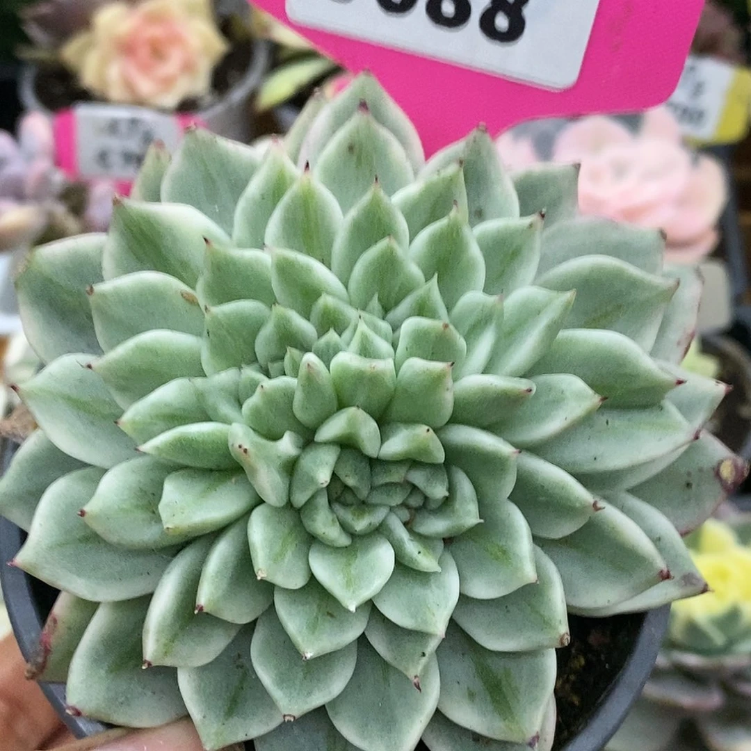 688福利哈哈哈哈哈哈