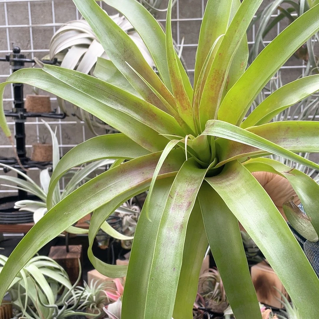 萨曼莎45号空气凤梨