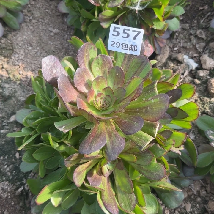 557花月夜……多肉植物