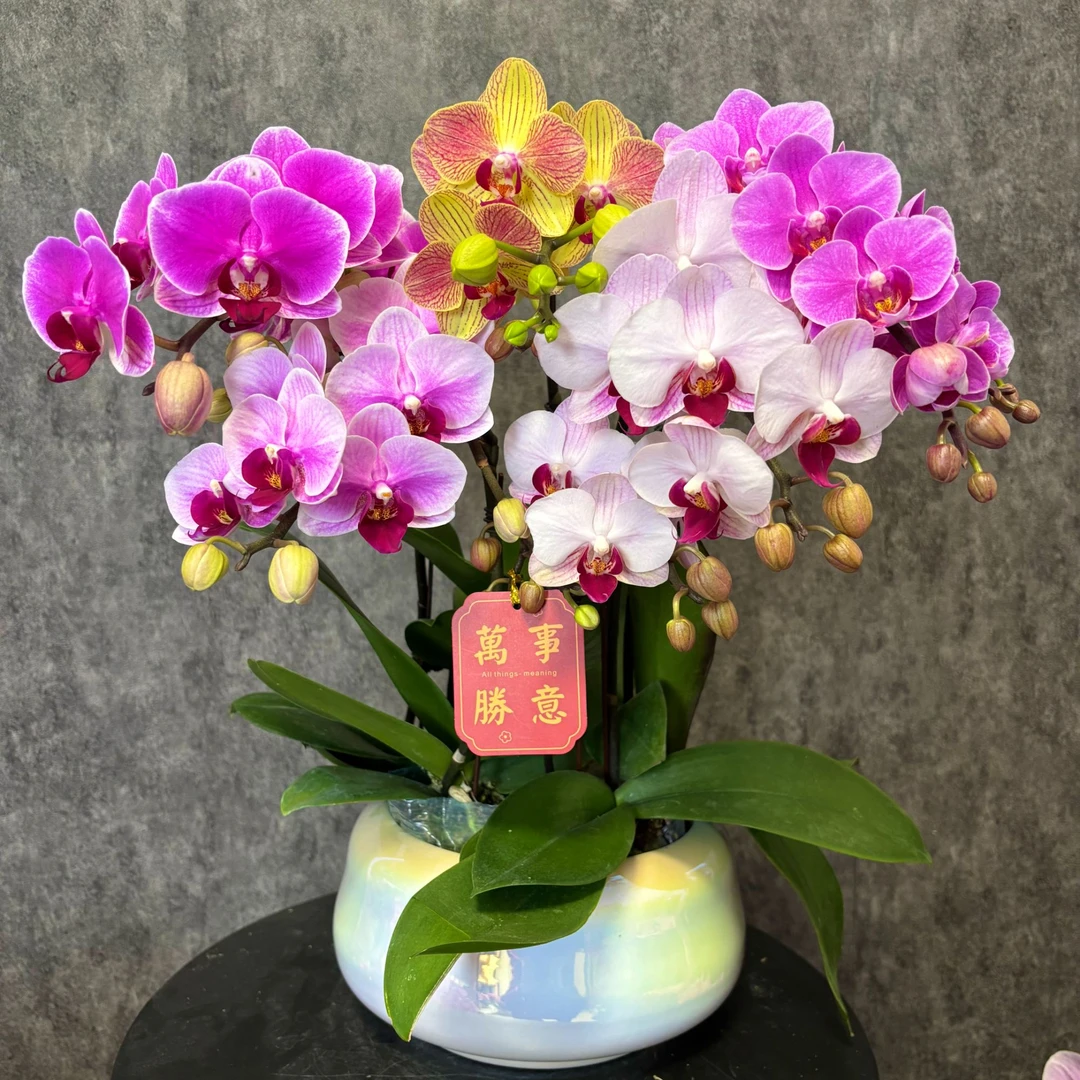 【五福临门-蝴蝶兰】高端鲜花 定制款 易养花期长 送礼 家居摆件