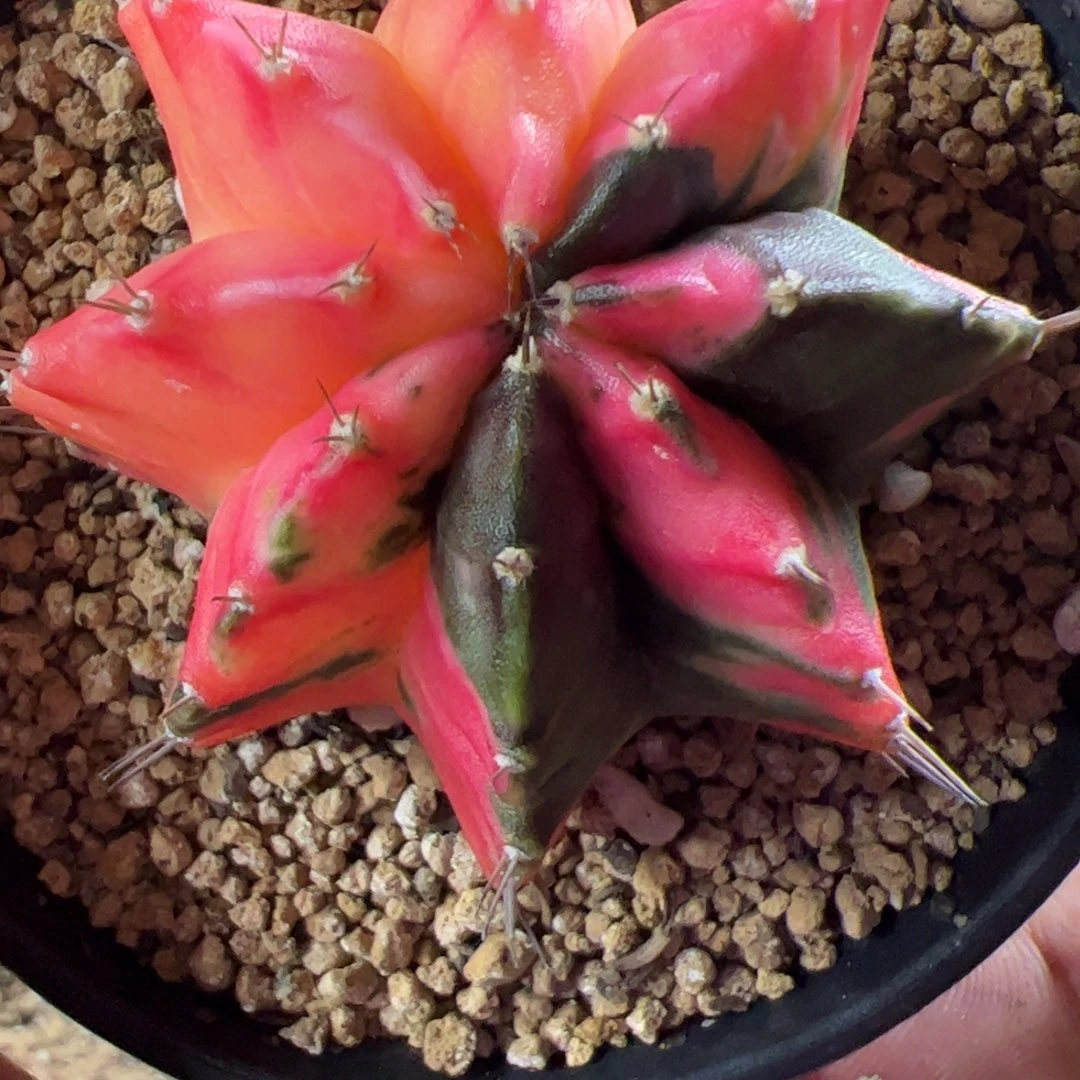 当前无花栽培后可以开花537