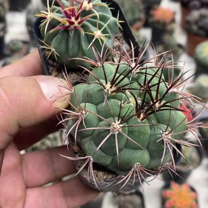 日出新天地2颗特价