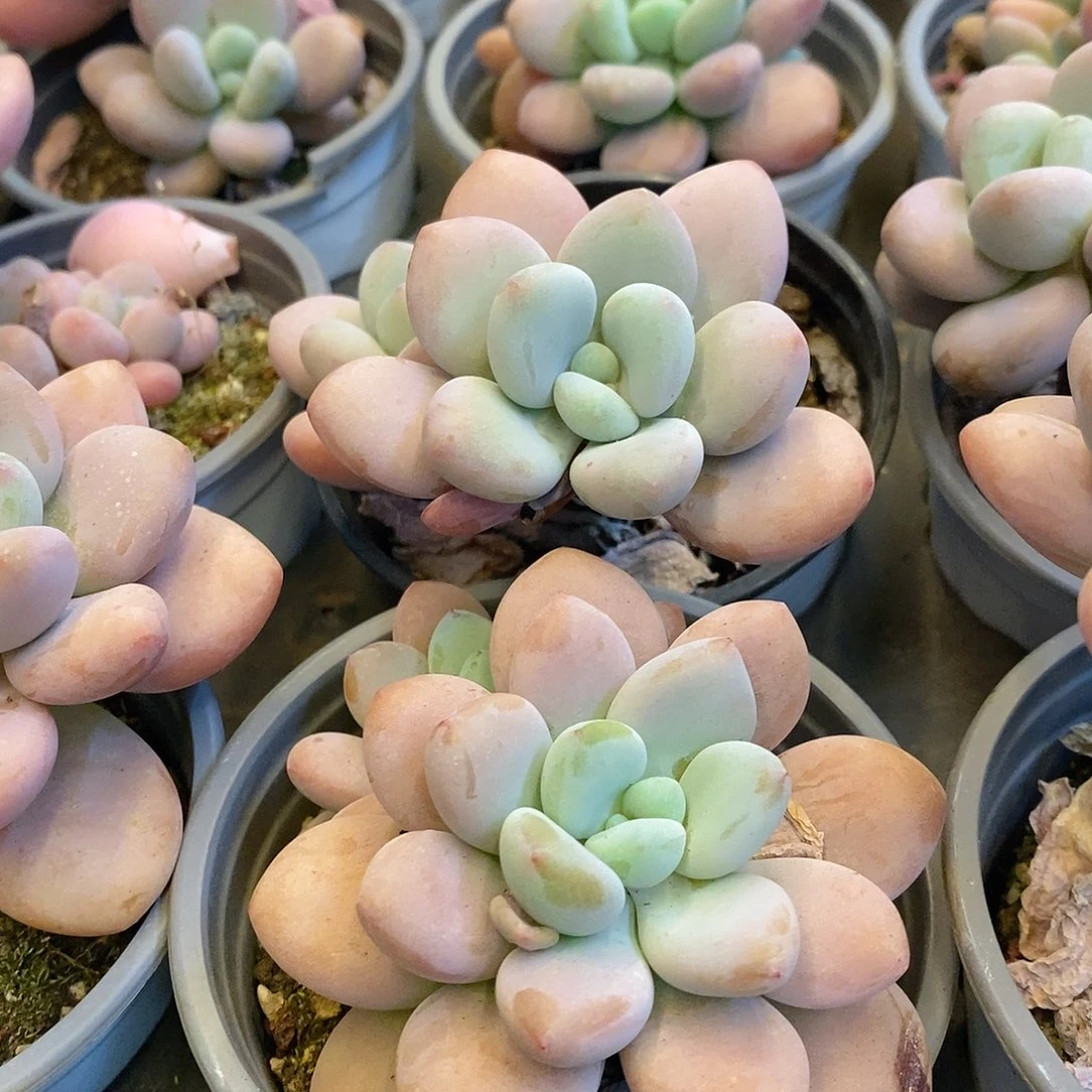 团。双头起洛神。福利多多