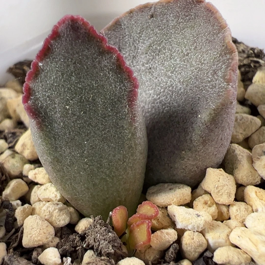 实生新品多肉植物水泡