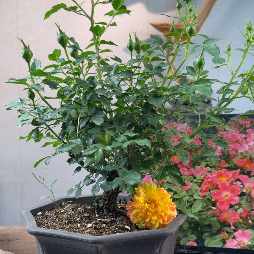 小***?微月季微月季微月季