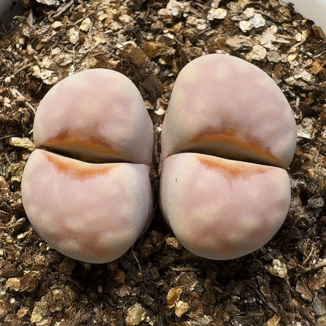 生石花111111。  257