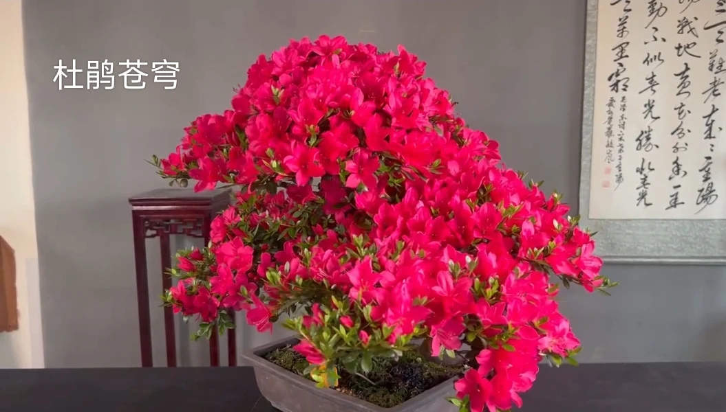 皋月杜鹃苍穹大花