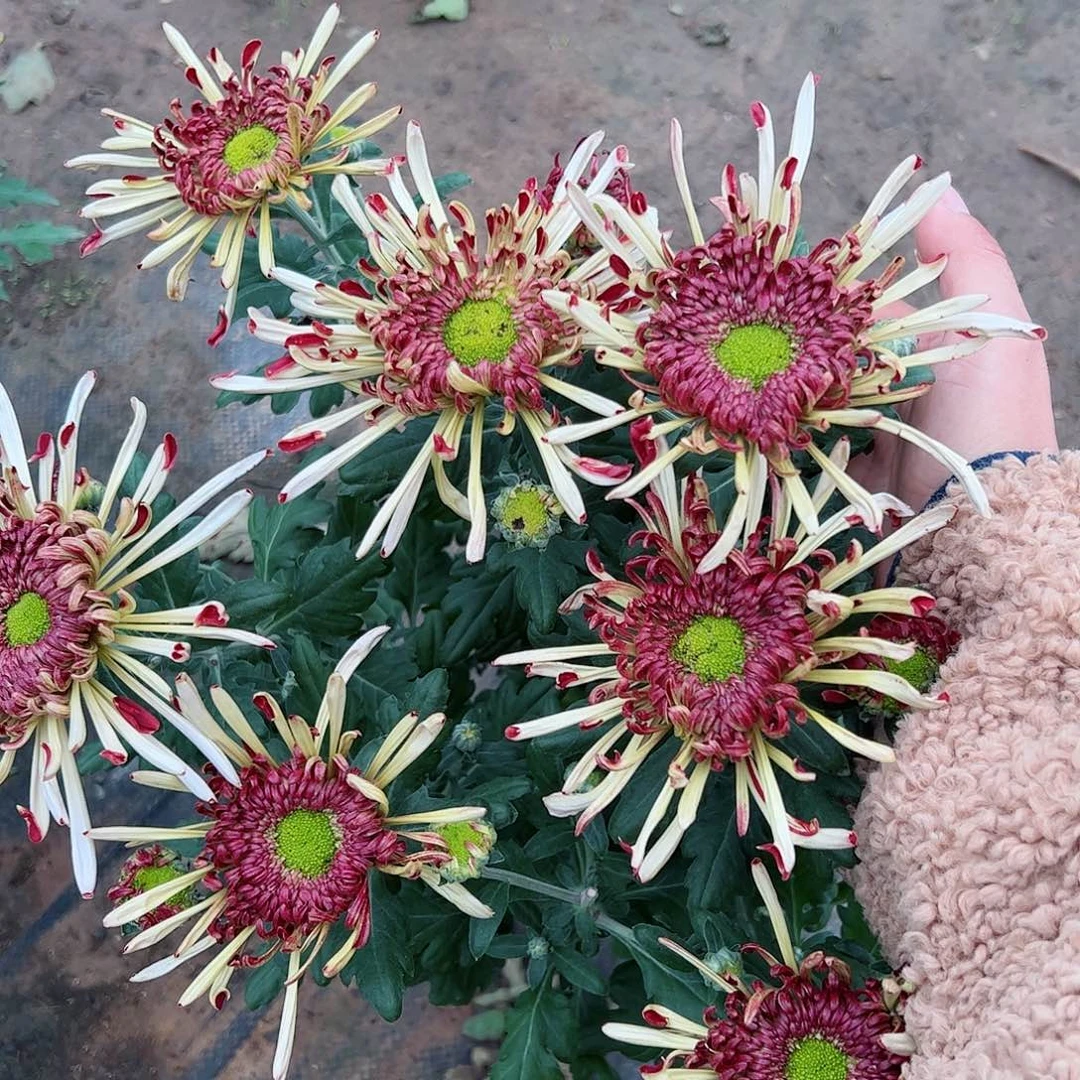 大部分花苞少量开放山海月夜