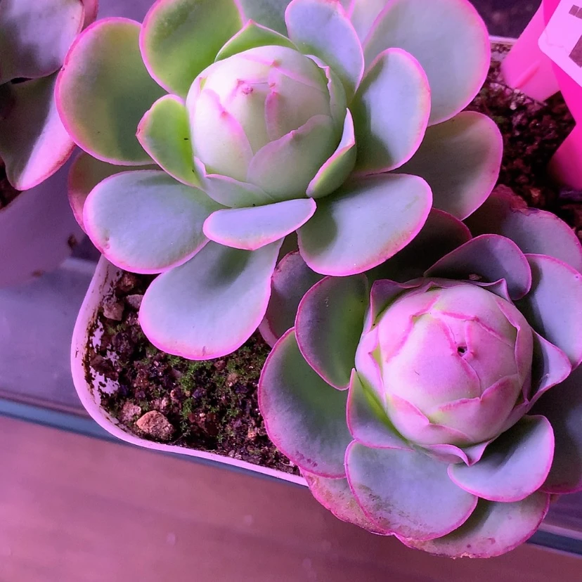 【闪购商品】～**～大型帕尔马154