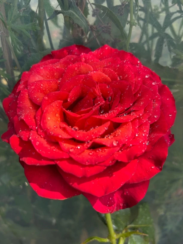 红玫瑰月季月季花玫瑰花专属搭配阳台庭院