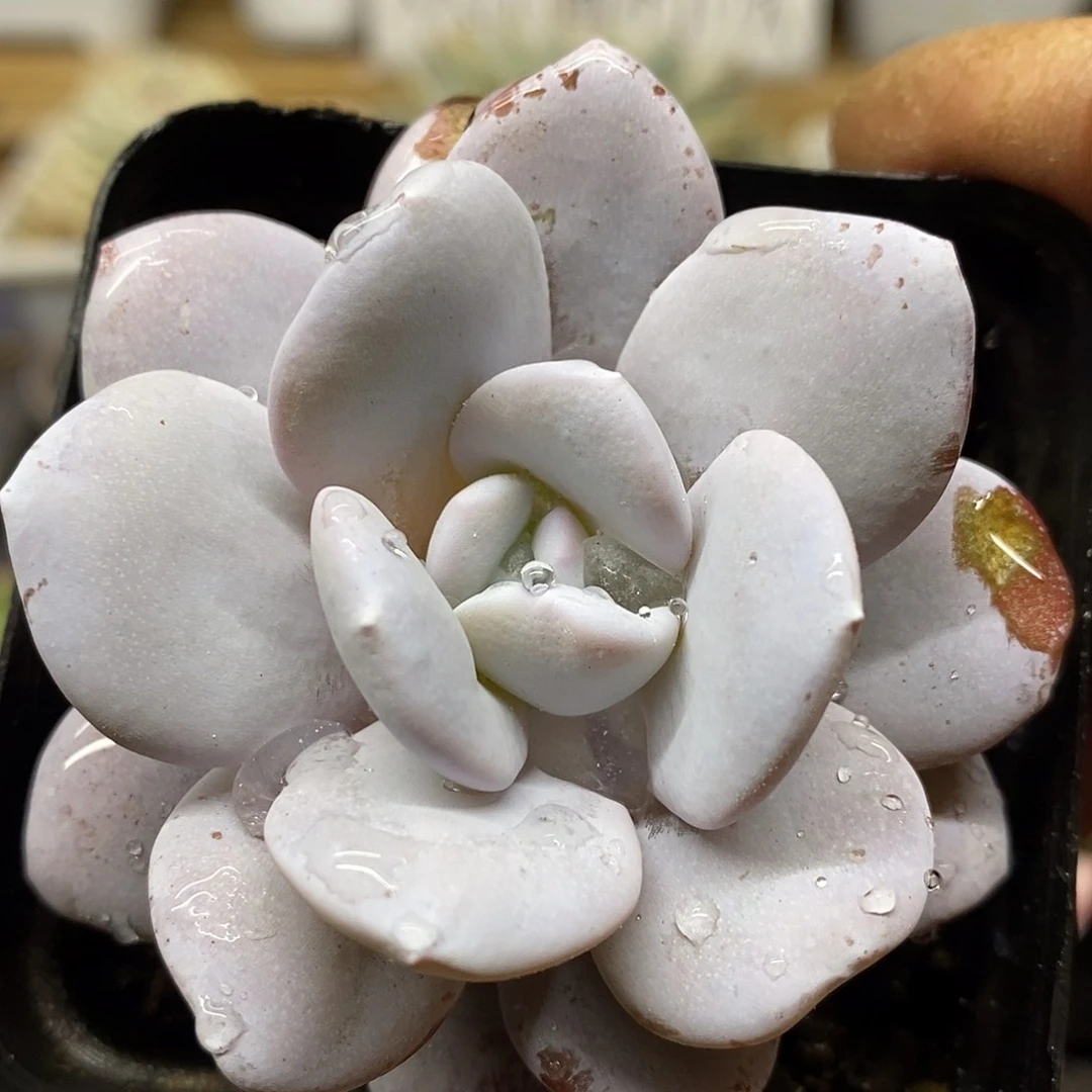 0452 雪莲 需延时发货