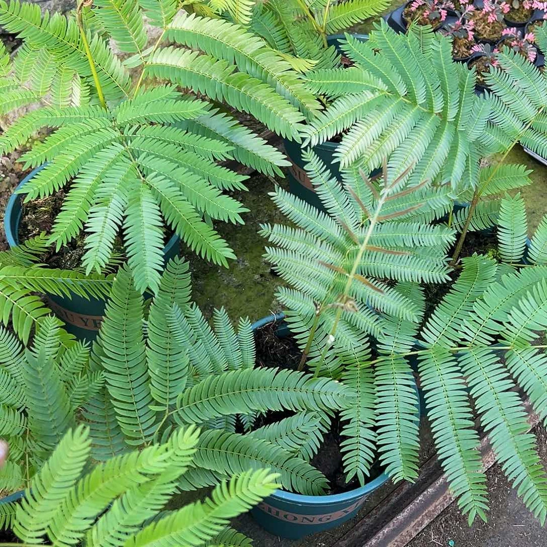 完全开放加仑盆猴子随机发货不售后随机