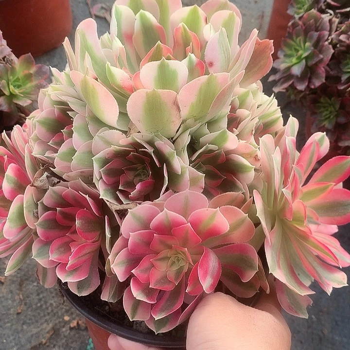 957粉女巫多肉植物