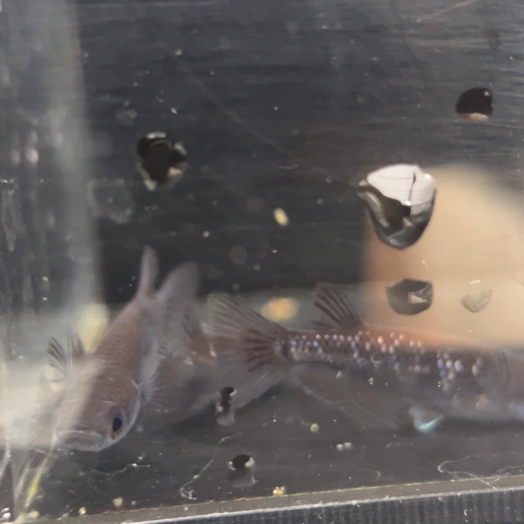 青鳉鱼225耀变天目五尾