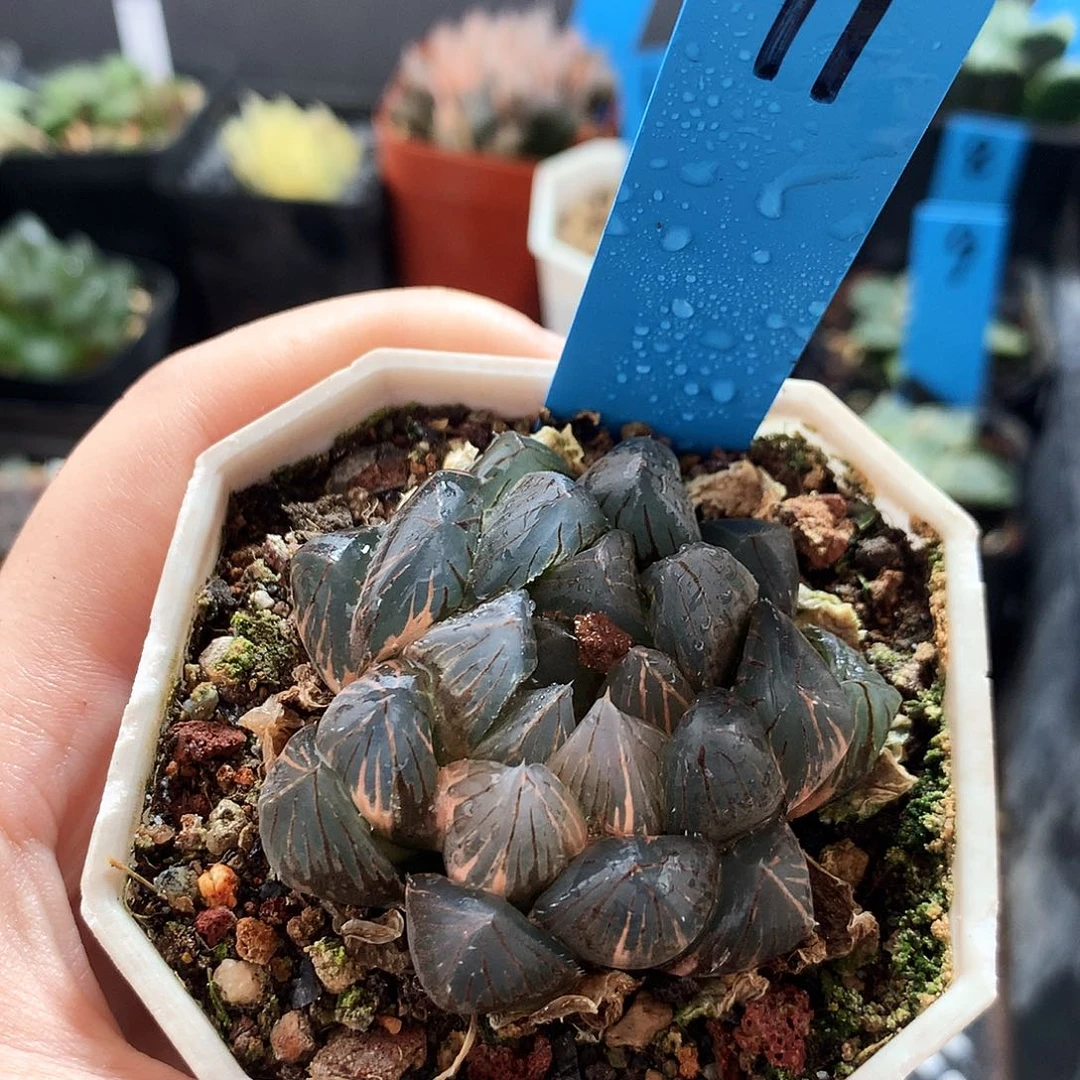 一物一拍，带盆带土