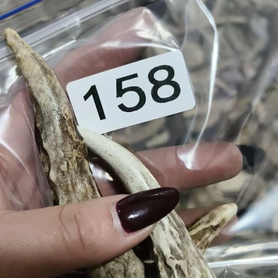 萨***卡鹿角鹿角鹿角鹿角鹿角鹿角