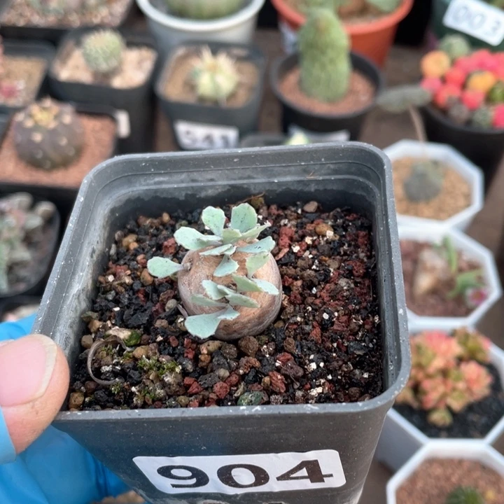 904产地格加厚墩菊