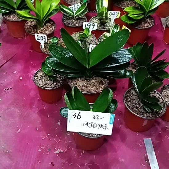 风****当前无花栽培后可以开花