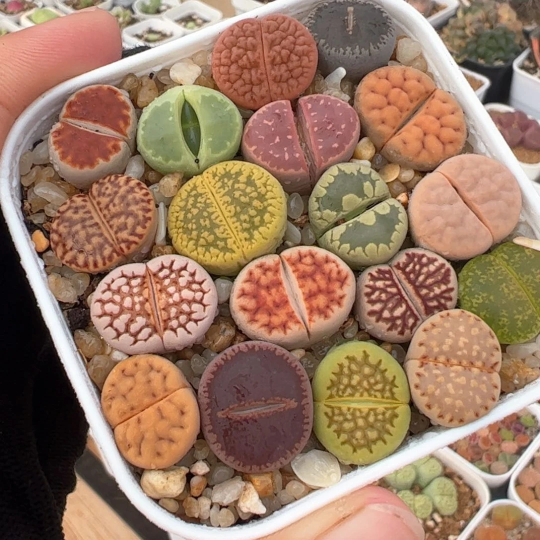 012多肉植物百科