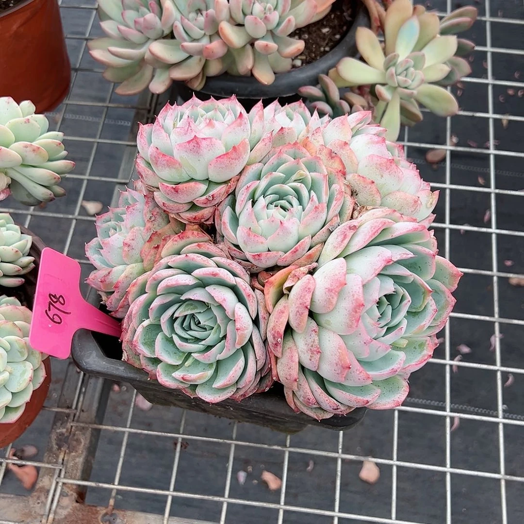 用****草678侧影多肉