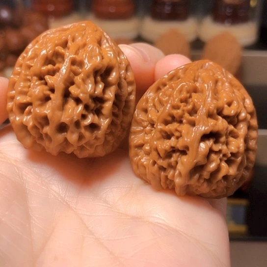 野生小众：卧龙粗筋（手捻）