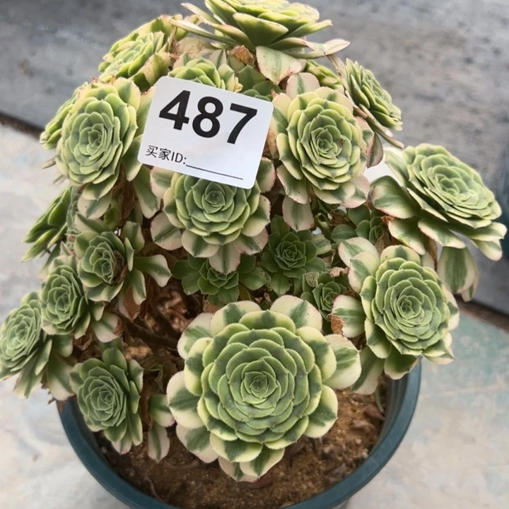 487金丝翡翠20厘米左右