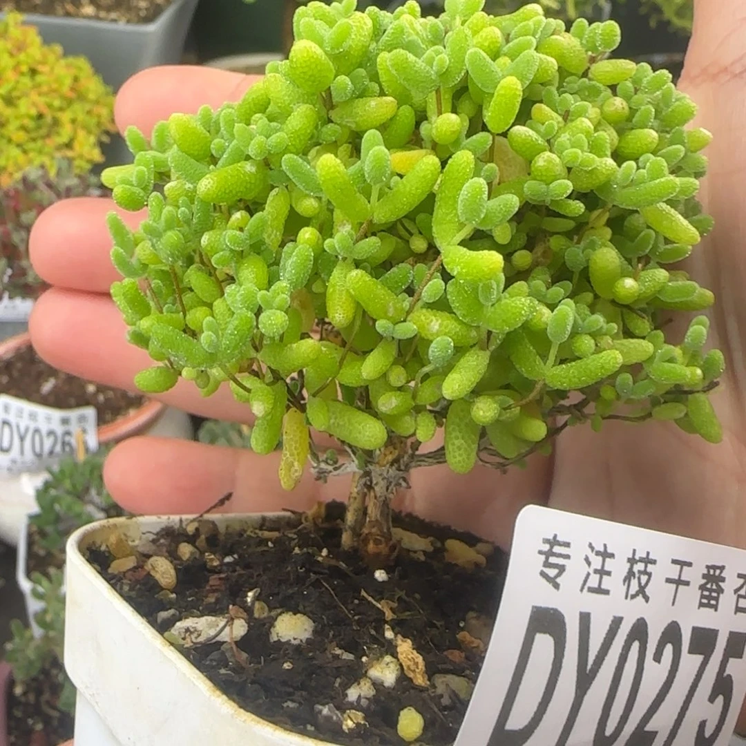 dy0275直杆圆墩墩绿菜蜜橘