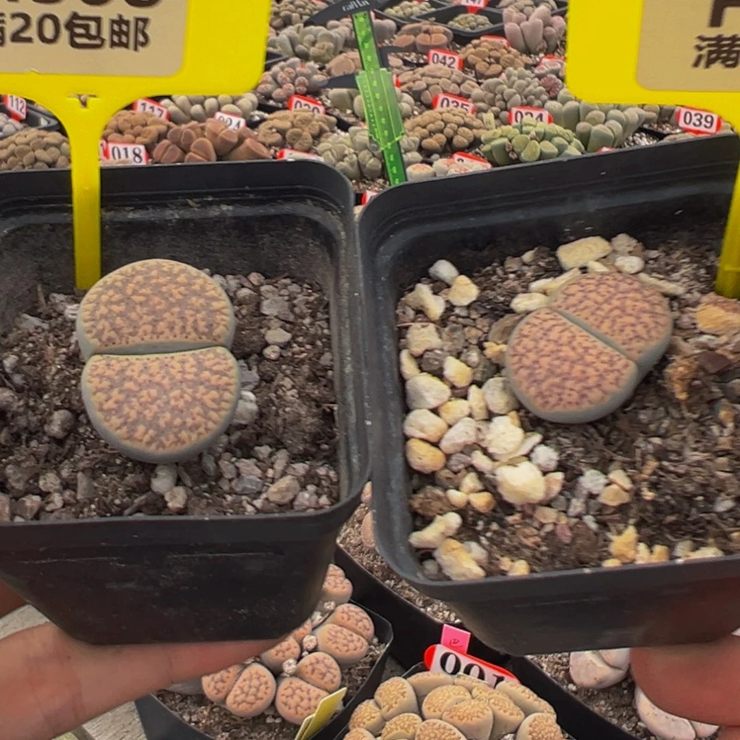 308.309 生石花大群生大群生