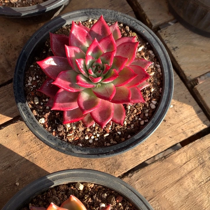 燕***️美肉特价活动开始啦