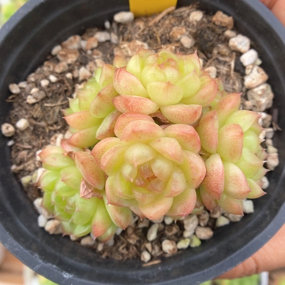 灯泡珍妮无砍998号。