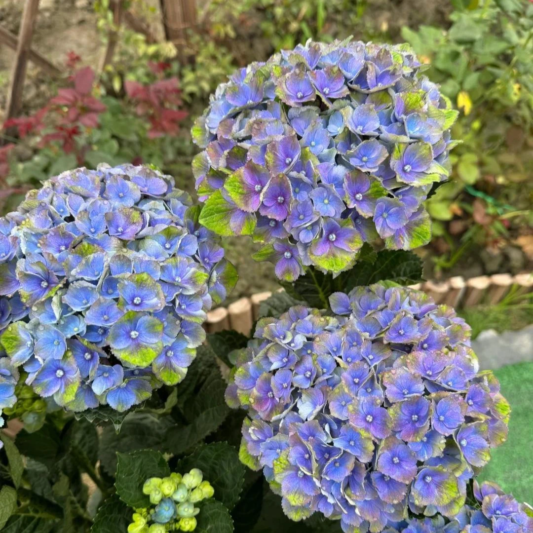 夏洛特棒棒糖绣球花 2加仑 蓝紫色 后期变色 花苞发货
