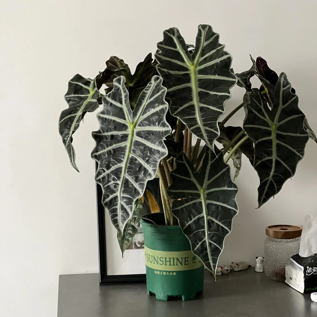 大仙女海芋观叶竹芋桌面室内绿植北欧ins植物净化盆栽空气非洲