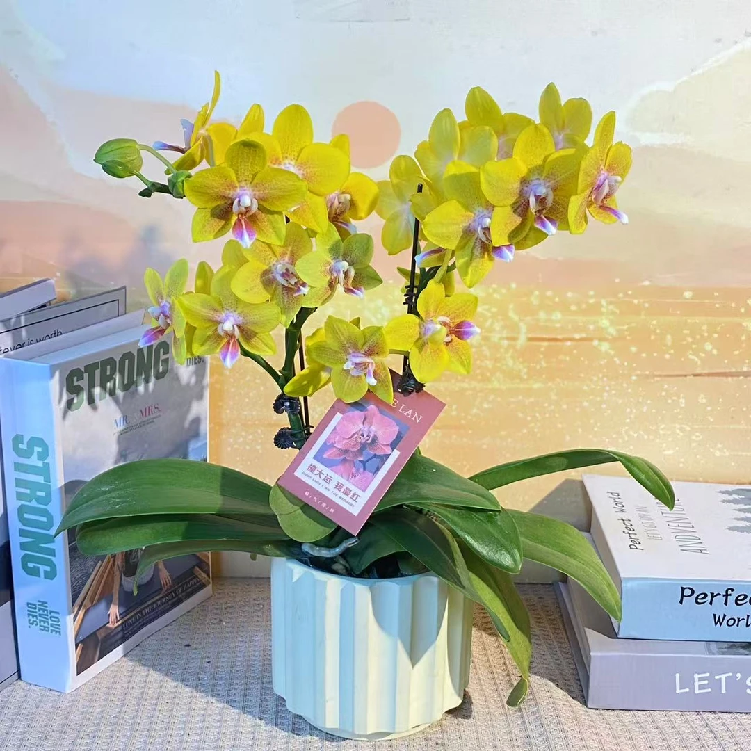 黄金万两 带香味 黄色蝴蝶兰室内精品 观赏真花