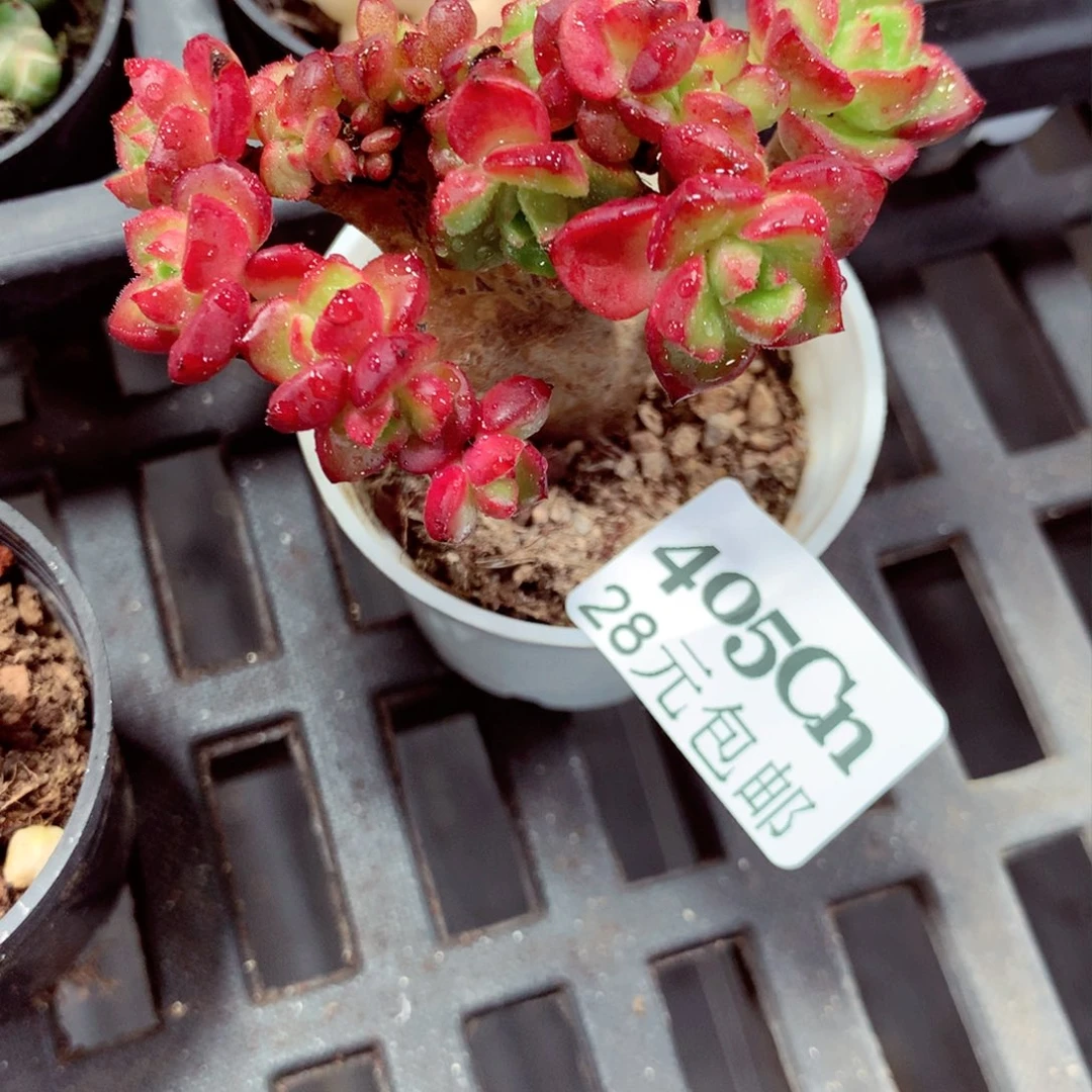 5厘米盆精控多肉405