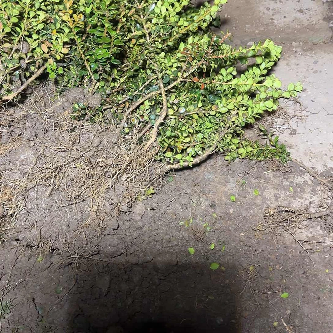 无花朵珍珠黄杨100