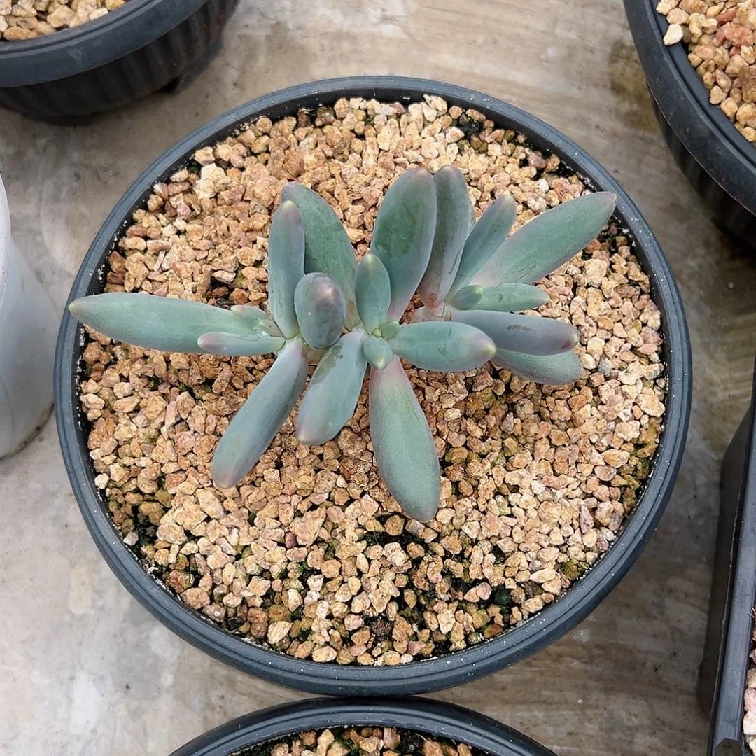 【闪购商品】无花朵虞胖体烟花