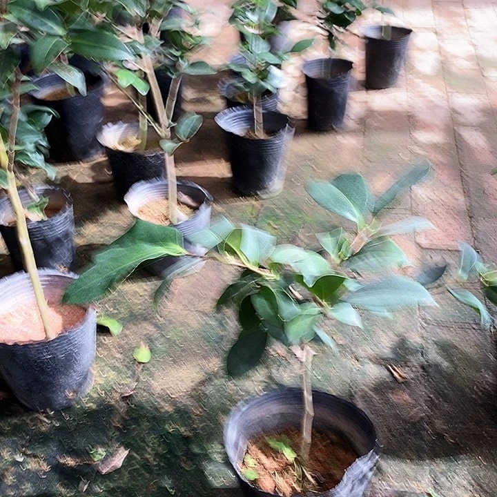 大部分开放少量花苞斑瑟威力