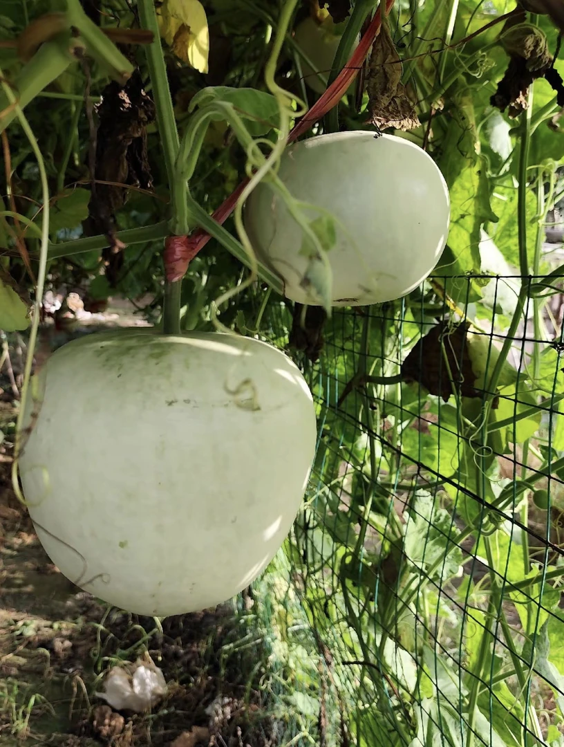 （葫芦苗）大苹果葫芦苗 适合小院阳台田地种植。