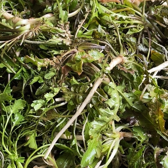 中国大陆纯野荠菜三斤