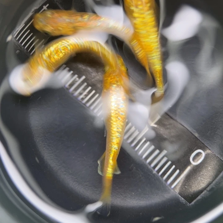 海水鱼阳光16号青鳉