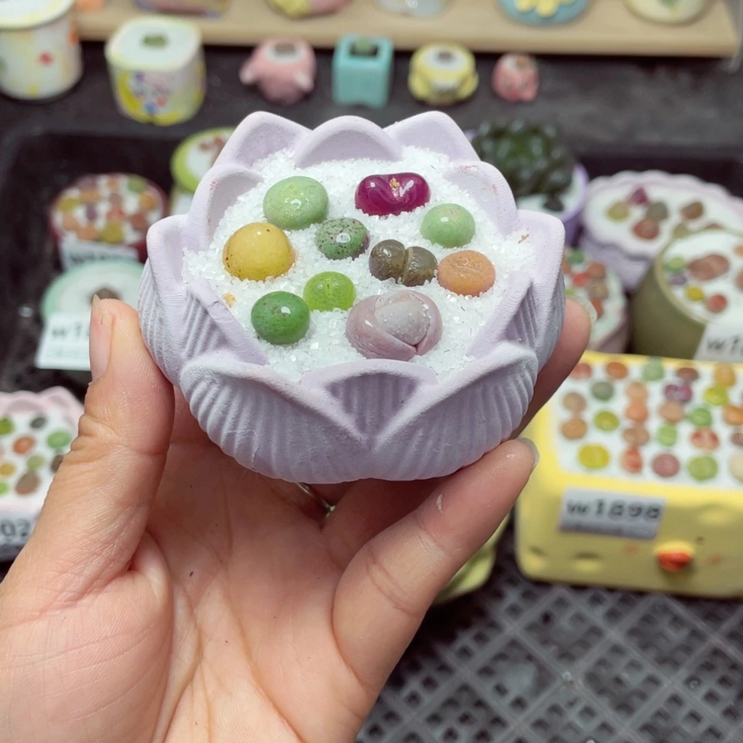 w1903 带盆土发货-零下地区拍保温箱